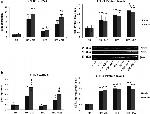 CTR2 Antibody in Western Blot (WB)