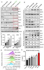 beta-2 Microglobulin Antibody in Western Blot (WB)