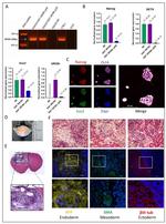 Nanog Antibody in Immunocytochemistry (ICC/IF)