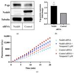 P-Glycoprotein Antibody in Western Blot (WB)