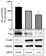 P-Glycoprotein Antibody in Western Blot (WB)