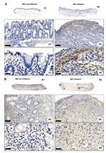 GPR68 Antibody in Immunohistochemistry (IHC)