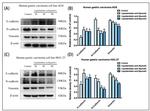 E-cadherin Antibody in Western Blot (WB)