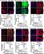 CXCL2 Antibody in Immunohistochemistry (IHC)