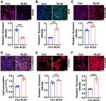 CXCL2 Antibody in Immunohistochemistry (IHC)