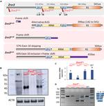 ZRSR2 Antibody in Western Blot (WB)