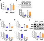 TGFBR1 Antibody in Western Blot (WB)