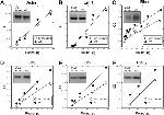 beta Actin Antibody in Western Blot (WB)