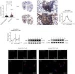 Glutaminase Antibody in Western Blot (WB)