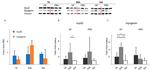 MYOD Antibody in Western Blot (WB)