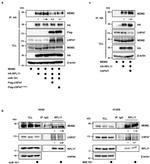 MDM2 Antibody in Western Blot (WB)