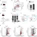 CD11b Antibody in Flow Cytometry (Flow)