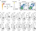 CD11b Antibody in Flow Cytometry (Flow)