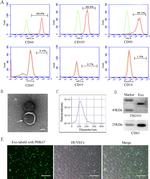 CD105 (Endoglin) Antibody in Flow Cytometry (Flow)