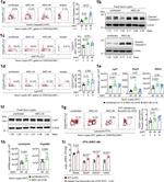 CD24 Antibody in Flow Cytometry (Flow)