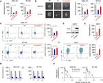 CD24 Antibody in Flow Cytometry (Flow)