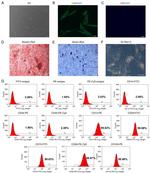 CD29 (Integrin beta 1) Antibody in Flow Cytometry (Flow)