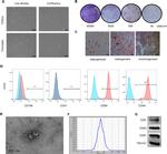 CD31 (PECAM-1) Antibody in Flow Cytometry (Flow)