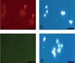 CD105 (Endoglin) Antibody in Immunocytochemistry (ICC/IF)