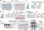 IL-6 Antibody in Flow Cytometry (Flow)