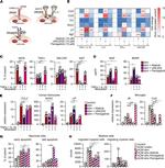 TNF alpha Antibody in Flow Cytometry (Flow)