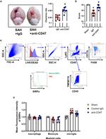 CD47 Antibody in Inhibition Assays (IA)