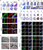 CD49f (Integrin alpha 6) Antibody in Immunohistochemistry (IHC)