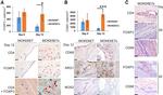 iNOS Antibody in Immunohistochemistry (IHC)