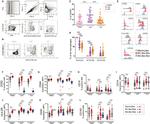 CD11c Antibody in Flow Cytometry (Flow)