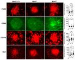 IBA1 Antibody in Immunocytochemistry (ICC/IF)