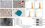 CD90.1 (Thy-1.1) Antibody in Flow Cytometry (Flow)