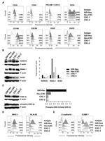 CD24 Antibody in Flow Cytometry (Flow)