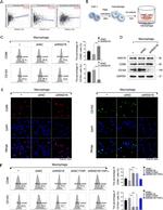 CD163 Antibody in Flow Cytometry (Flow)