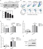 AID Antibody in Western Blot (WB)