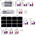 PDGF-D Antibody in Western Blot (WB)