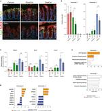 Carbonic Anhydrase I Antibody in Immunohistochemistry (IHC)