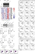 AIRE Antibody in Flow Cytometry (Flow)