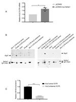 AGO2 Antibody in Western Blot (WB)