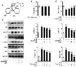 ATF2 Antibody in Western Blot (WB)