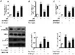 NFkB p65 Antibody in Western Blot (WB)