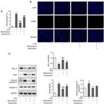 NFkB p65 Antibody in Western Blot (WB)