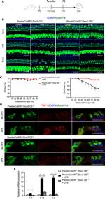 IL-6 Antibody in Immunohistochemistry (IHC)