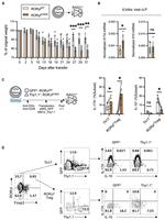 IL-10 Antibody in Flow Cytometry (Flow)