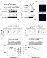 IL-10 Antibody in Flow Cytometry (Flow)