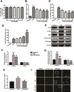 TLR4/MD-2 Complex Antibody in Western Blot (WB)