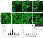 Cardiac Troponin T Antibody in Immunohistochemistry (IHC)