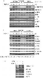 CDH11 Antibody in Western Blot (WB)