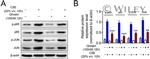 NFkB p65 Antibody in Western Blot (WB)