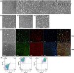 CD44 Antibody in Flow Cytometry (Flow)