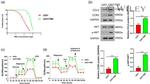 MCP-1 Antibody in Western Blot (WB)